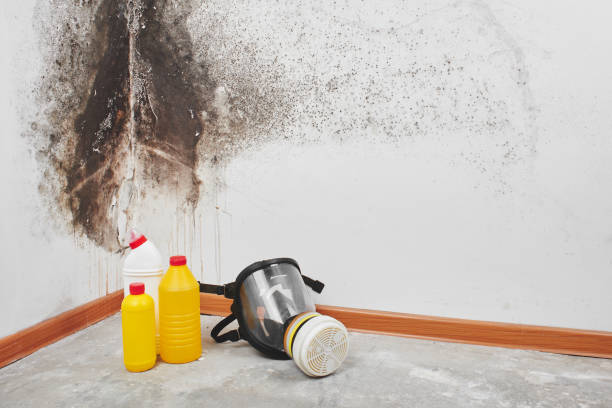 Best Mold Remediation for Specific Building Types in Rock Island, WA