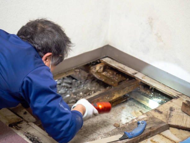 Best Residential Mold Remediation in Rock Island, WA