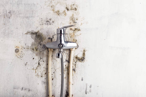 Best Insurance-Related Mold Remediation in Rock Island, WA