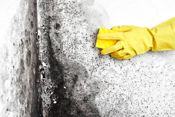 Best Residential Mold Remediation in Rock Island, WA