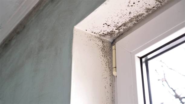 Best Insurance-Related Mold Remediation in Rock Island, WA