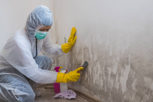 Best Attic Mold Remediation in Rock Island, WA