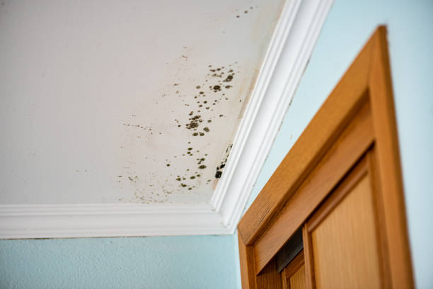 Best Preventive Mold Services in Rock Island, WA