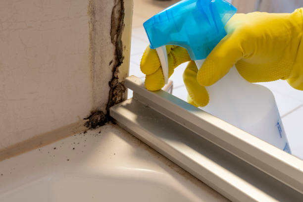 Best Commercial Mold Remediation in Rock Island, WA