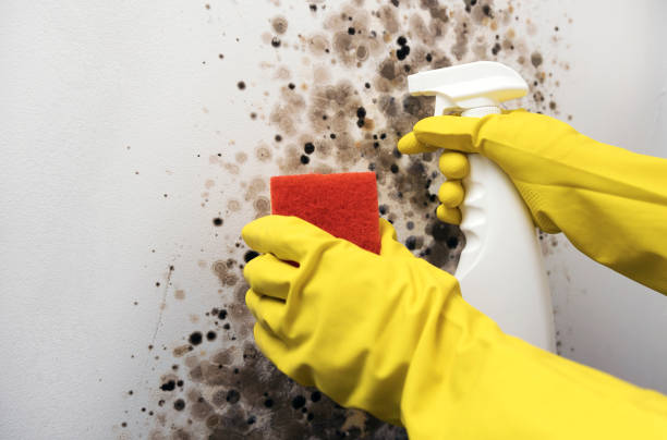 Best Black Mold Remediation in Rock Island, WA