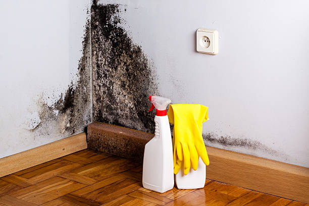 Best Attic Mold Remediation in Rock Island, WA