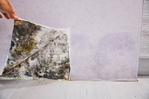 Best Residential Mold Remediation in Rock Island, WA